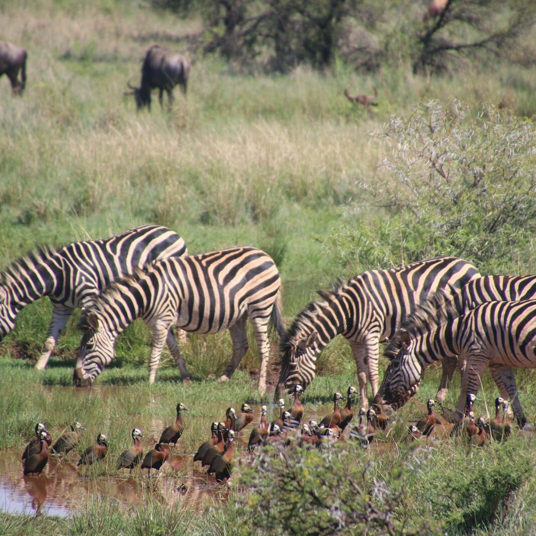 Five Zebra in Pond Near Brown-and-black Birds Soundring by Green Grass