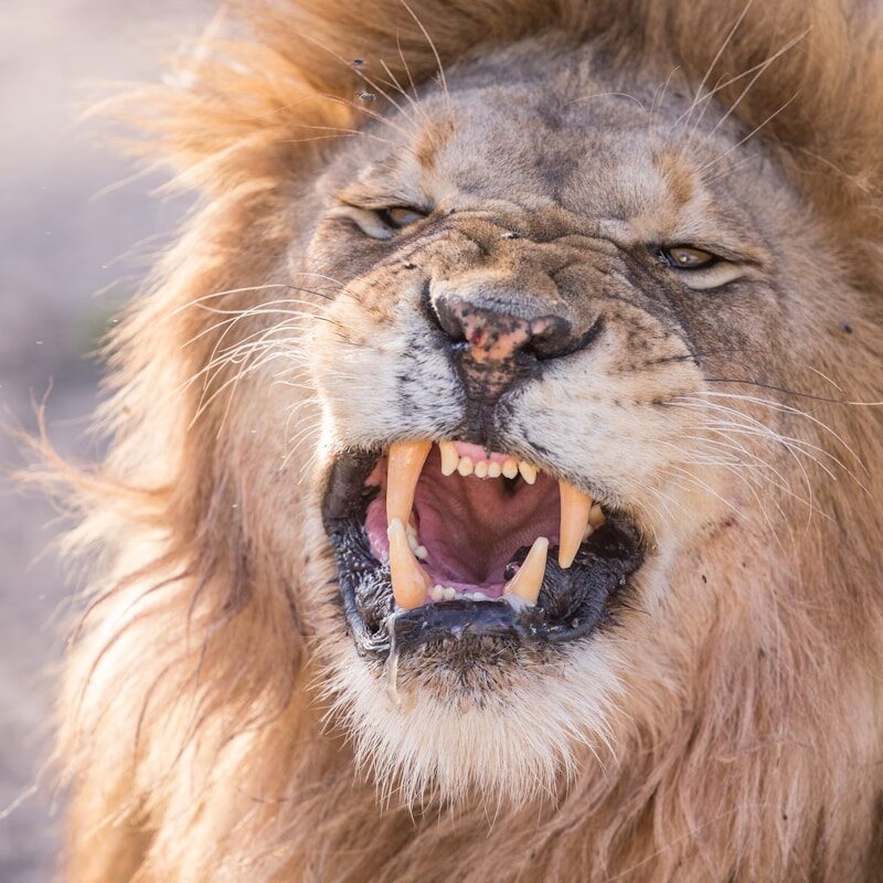 angry lion