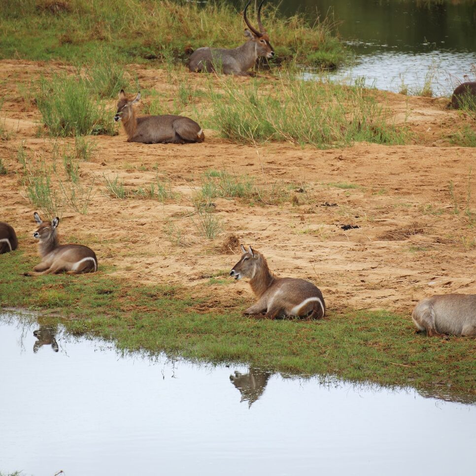 a herd of antelope sitting next to a body of water